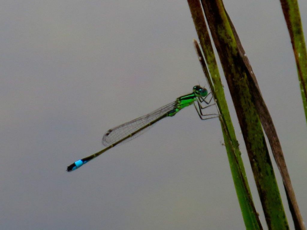 Zygoptera da identificare: Ischnura elegans, femmina neosfarfallata